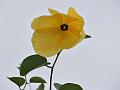 Yellow Rose-Mallow