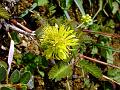 Yellow Sensitive Plant