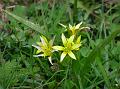 Yellow Star of Bethlehem