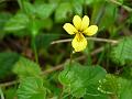 Yellow Wood Violet