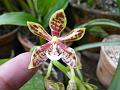 Yellow-Brown Moth Orchid