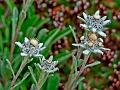 Yellowish Edelweiss